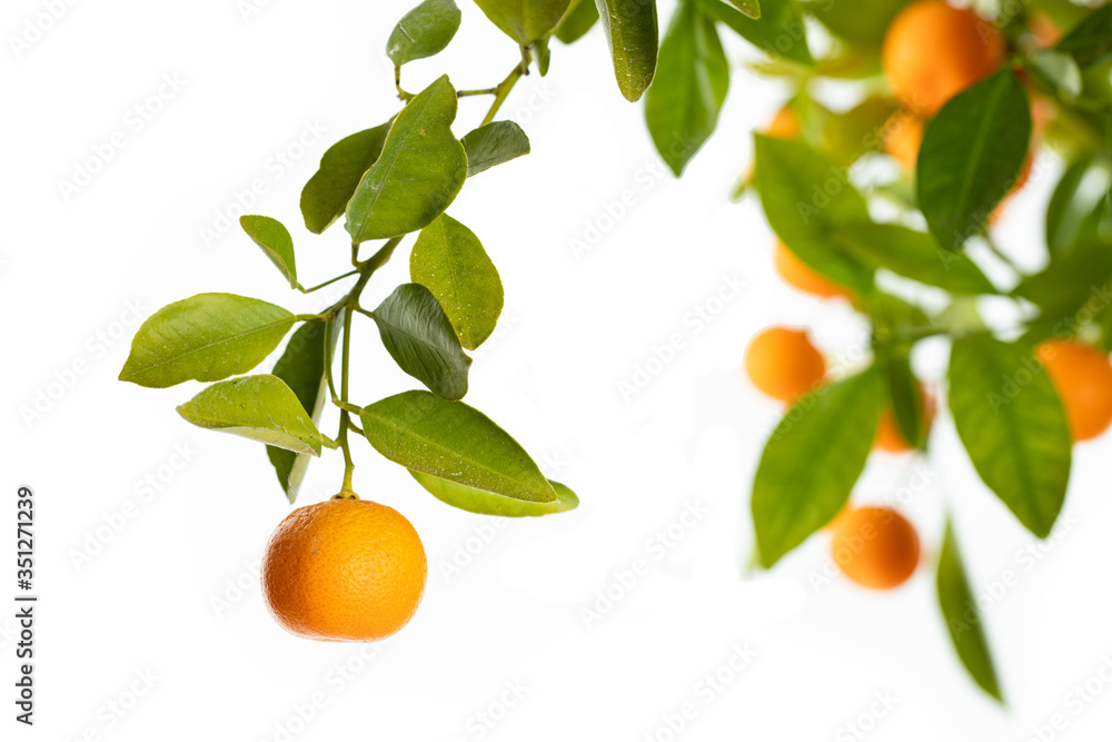 Reife Orangen an einem Orangenbäumchen Reife Orangen an einem Orangenbäumchen