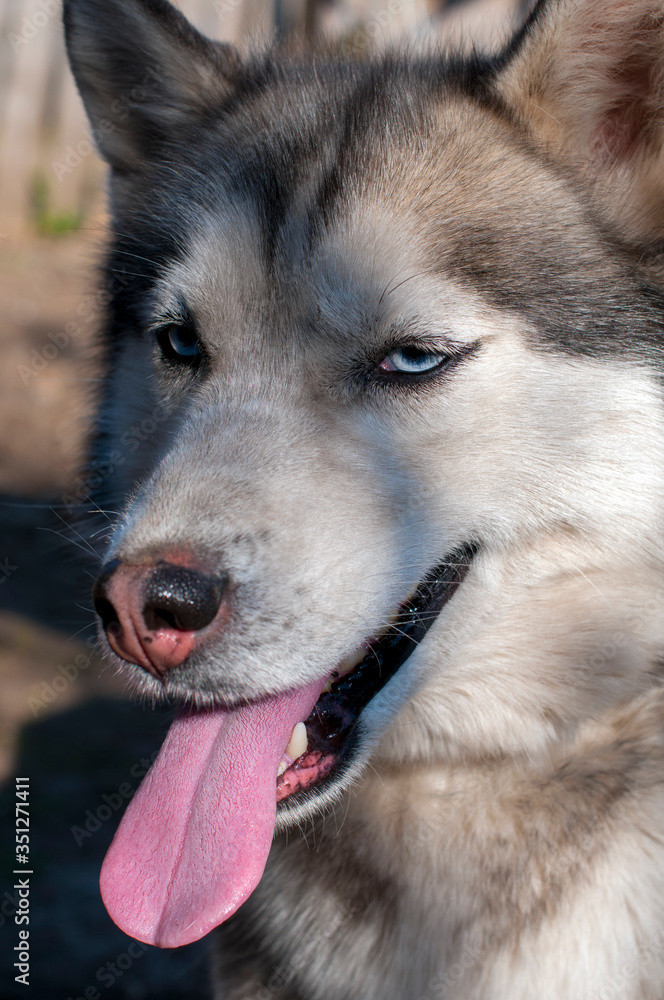 Husky dog ​​outdoor portrait. Funny pets on a walk with the owner