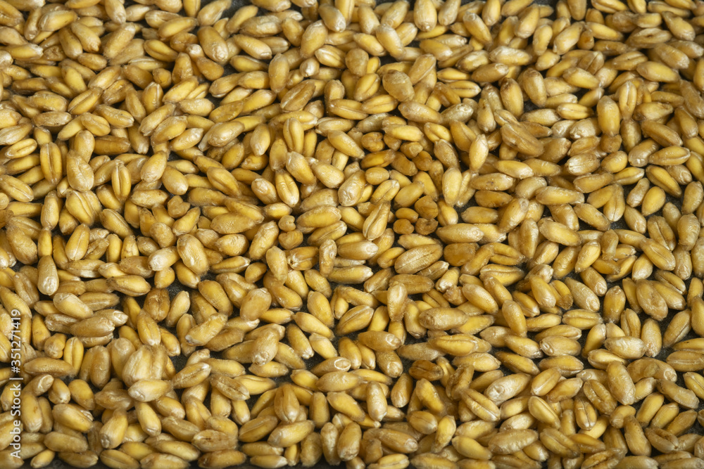 Natural Wheat Grains background, closeup. Bread, diet. Natural Wheat Grains background, closeup. Bread, diet.