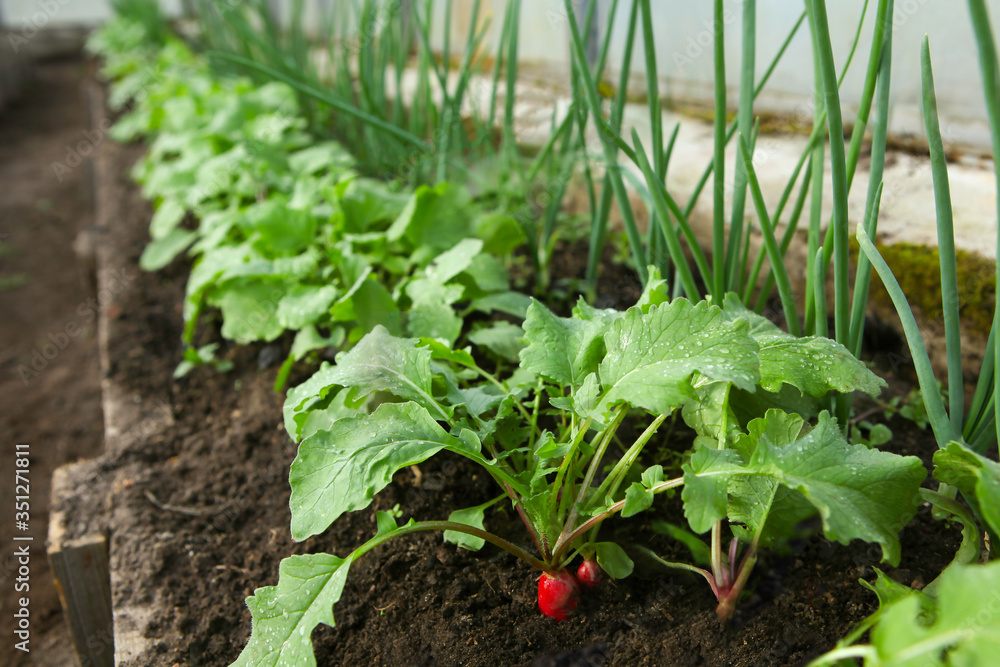 Red fresh radish growing from the ground. Selective focus. Red fresh radish growing from the ground. Selective focus.