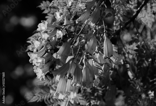 jakaranda black white flowers