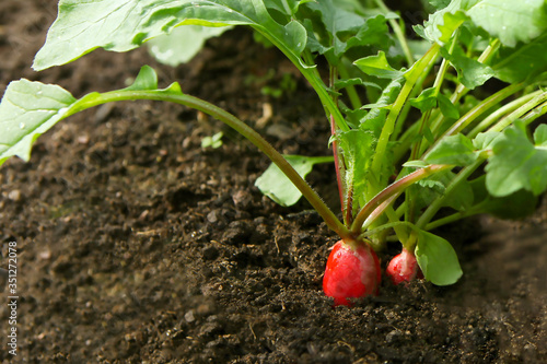 Red fresh radish growing from the ground, closeup. Selective focus.