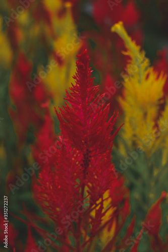 Red flower with blurred background