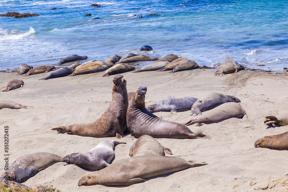 Fototapeta premium Sealions at the beach