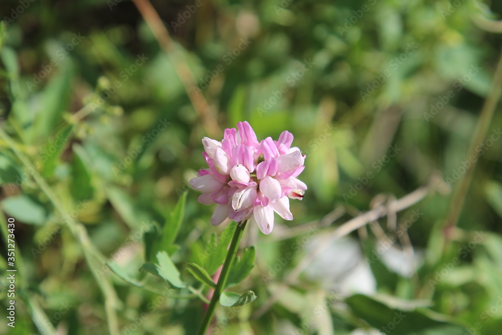pink and white flower pink and white flower