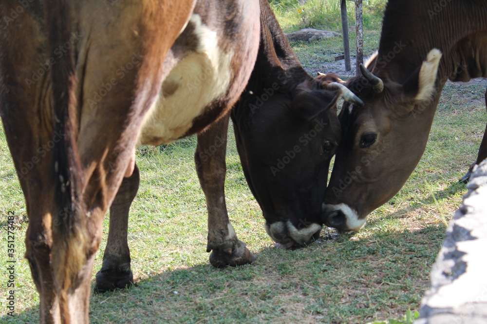 Fototapeta premium cows in the field