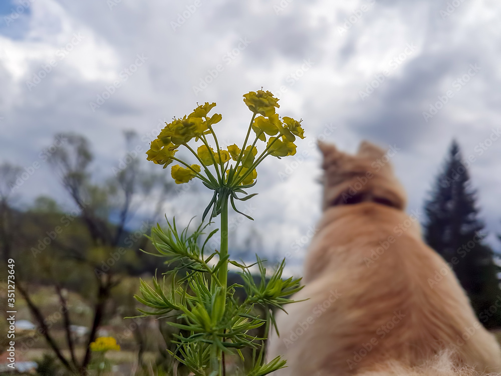 Obraz premium dog with the back relaxing in the nature