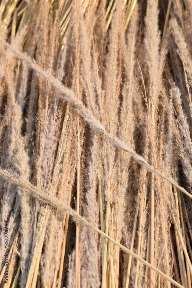 dry grass for making broom and dry grass brackground dry grass for making broom and dry grass brackground