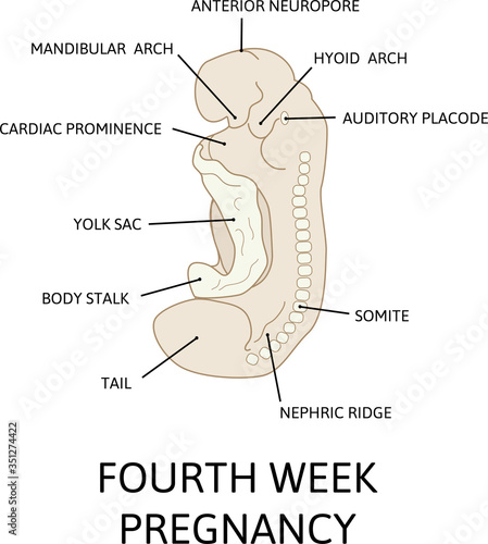 Stage in development of human embryo during the period of early organogenesis. The fourth week of pregnancy. Vector illustration on medical topic.