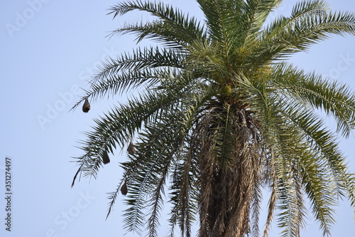 coconut palm tree and beautiful sky
