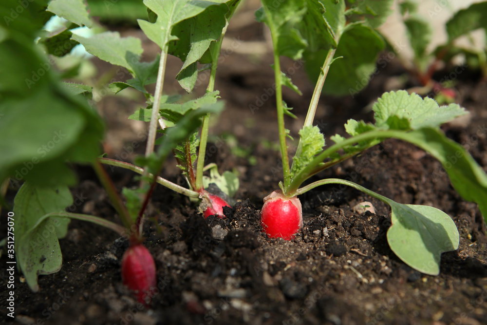 Red fresh radish growing from the ground, closeup. Selective focus. Red fresh radish growing from the ground, closeup. Selective focus.