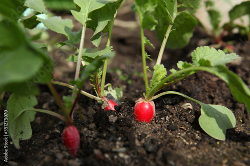 Red fresh radish growing from the ground, closeup. Selective focus.