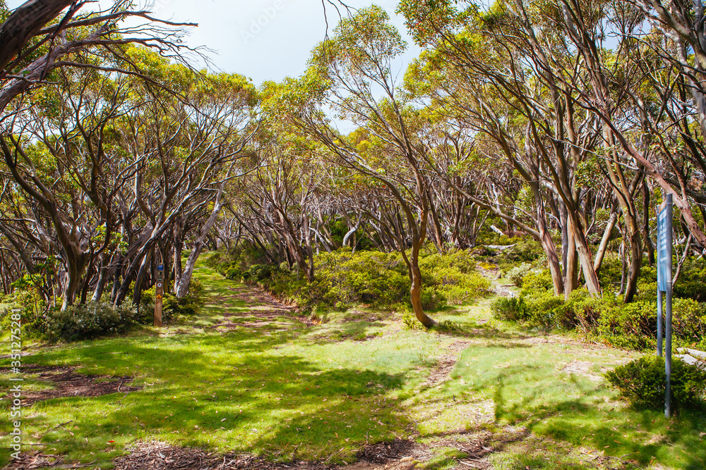 Mt Baw Baw Walking Trails in Summer in Australia Mt Baw Baw Walking Trails in Summer in Australia