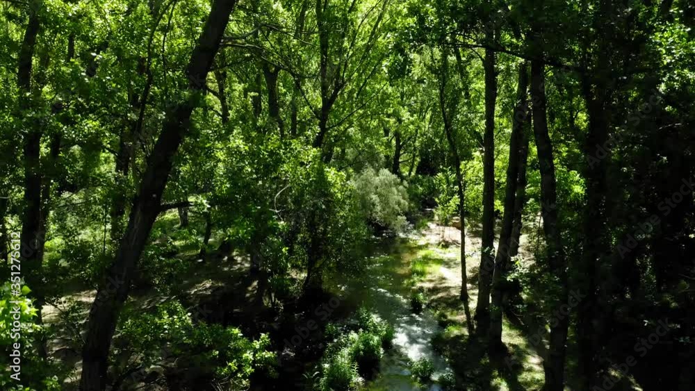 aerial view landscape poplars river in bloom spring aerial view landscape poplars river in bloom spring