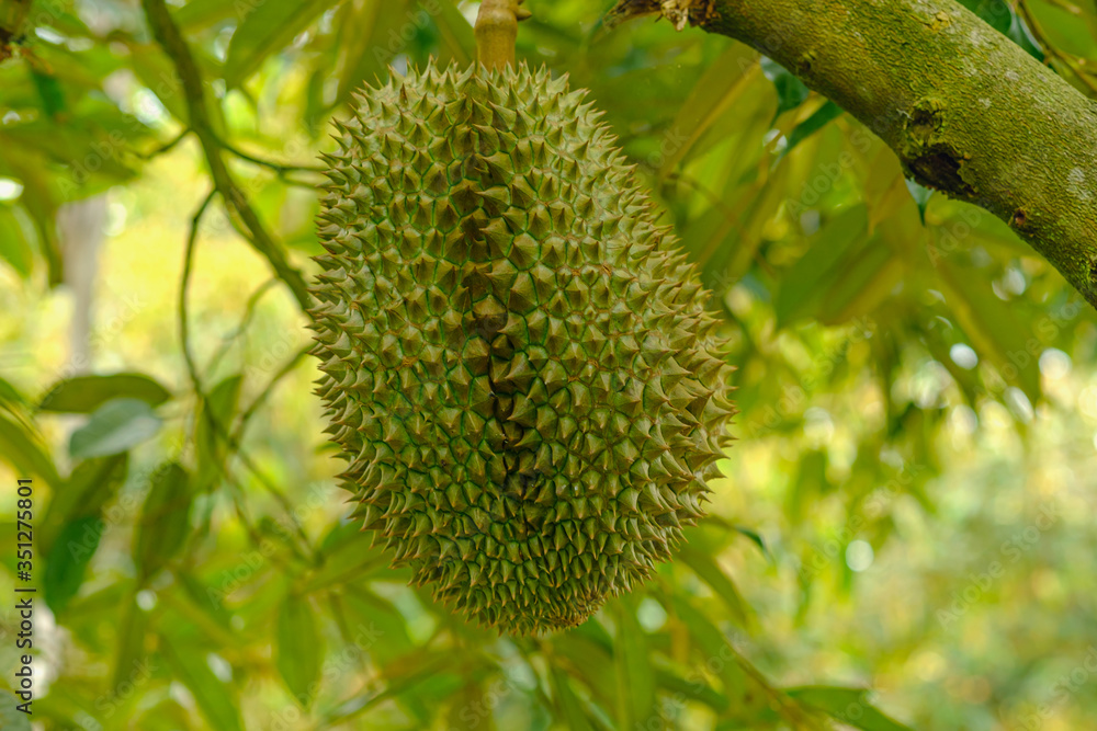 Fresh durians fruit on the tree in durian orchard of Thailand Fresh durians fruit on the tree in durian orchard of Thailand