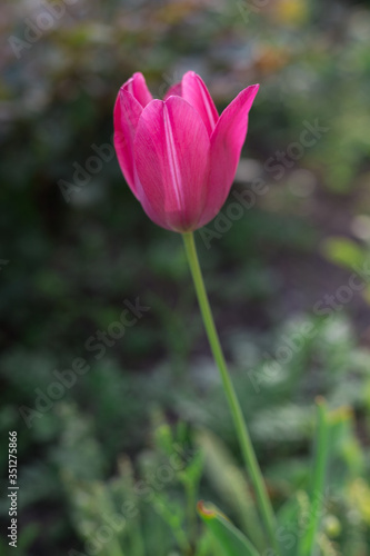 Spring background with red pink tulip