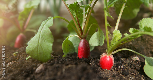 Red fresh radish growing from the ground, closeup.