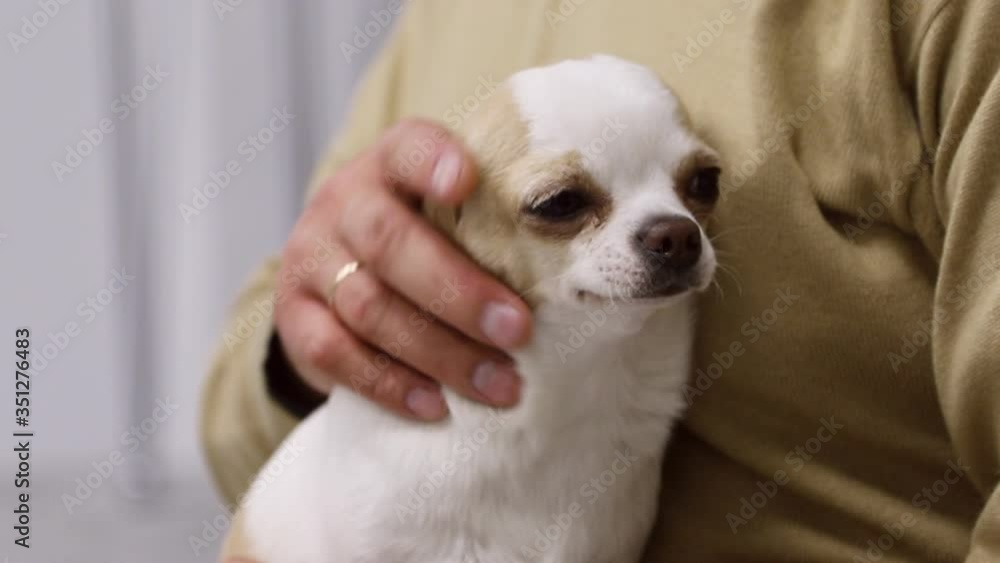 Close-up of a charming chihuahua. male hands of the owner stroking the pet. cute pet. Mature dog. Inseparable. Studio. Indoors. Without face Close-up of a charming chihuahua. male hands of the owner stroking the pet. cute pet. Mature dog. Inseparable. Studio. Indoors. Without face