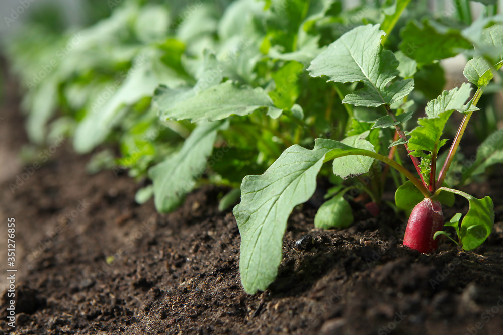 Red fresh radish and onion growing from the ground in the greenhouse, row. Red fresh radish and onion growing from the ground in the greenhouse, row.