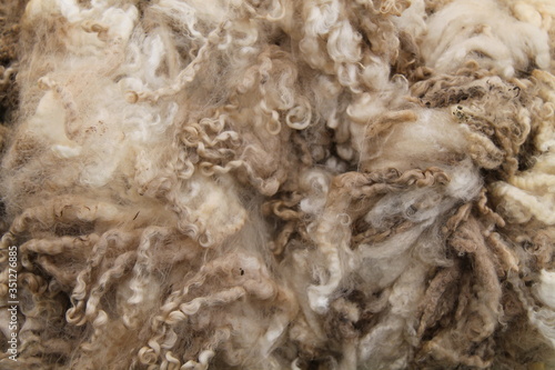 A Background Image of a Freshly Cut Sheep Wool Fleece.