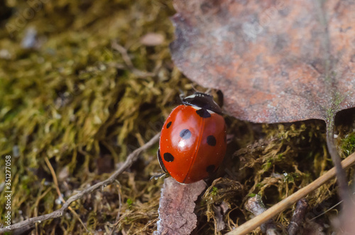 Obraz na płótnie ladybug on a dry leaf in forest w salonie
