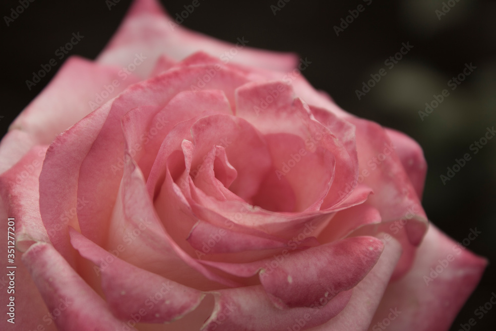 pink rose closeup pink rose closeup