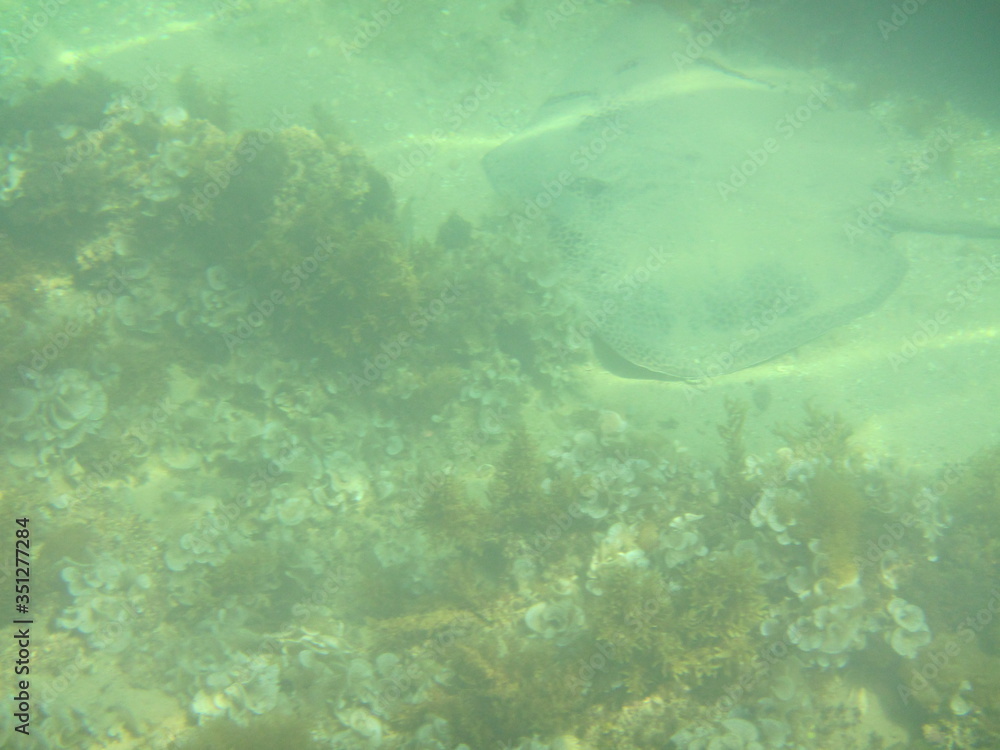 Fototapeta premium marine wildlife in the Mediterranean Sea 