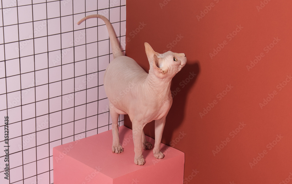 Cute pink fat sphynx cat posing on cube. Naked cat