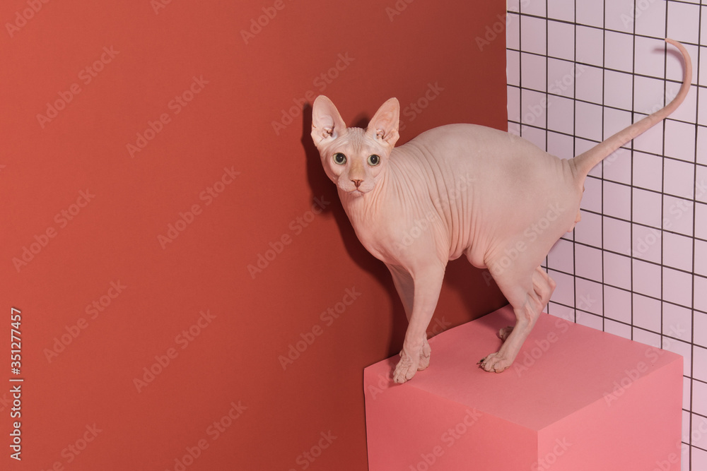 Red/Pink Cat Cube 