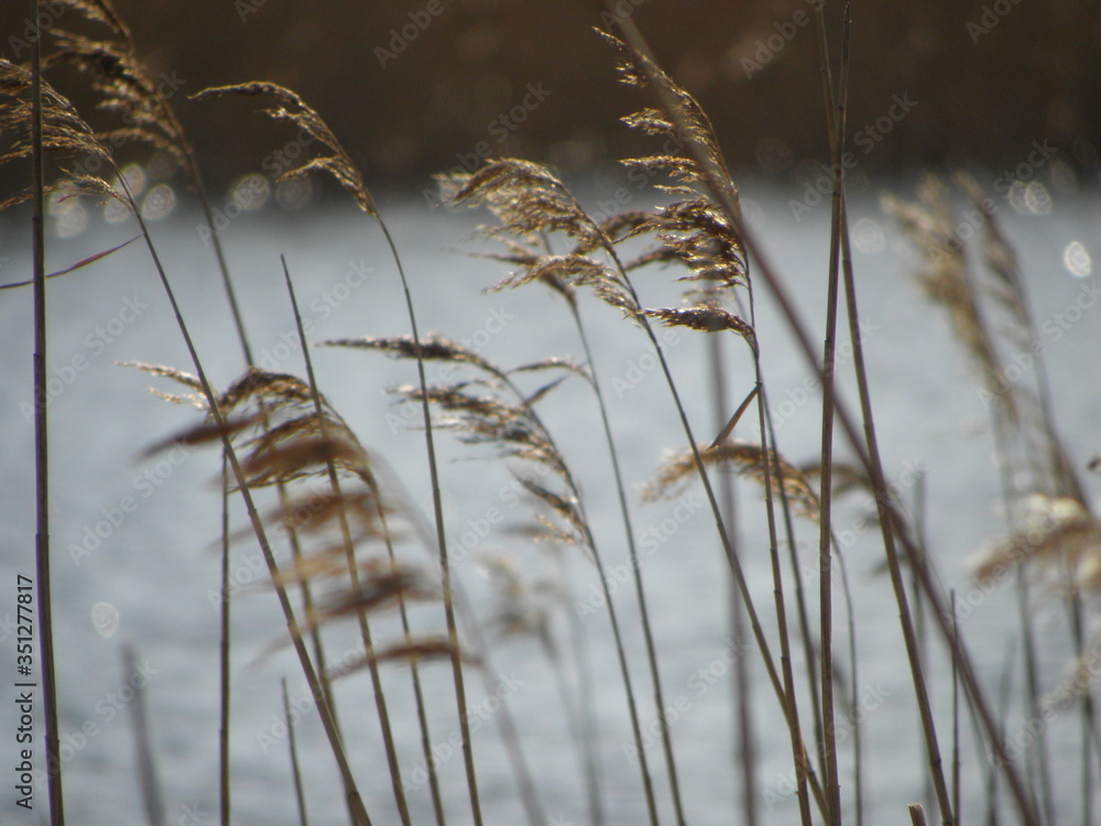 Gräser am Ufer eines Sees