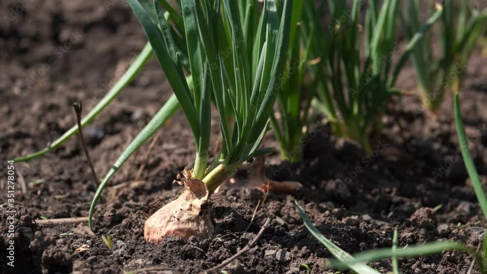 Close up of growing onion in garden. Blooming onion in ground. Concept of space for your text. Close up of growing onion in garden. Blooming onion in ground. Concept of space for your text.