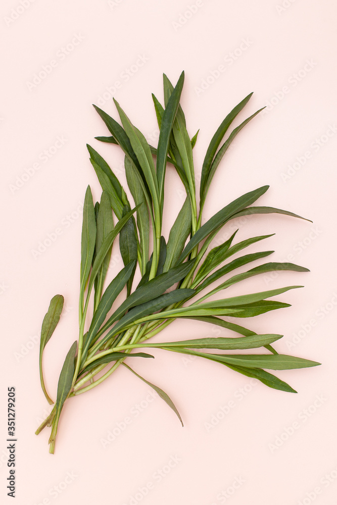 Green young branches of plants on a delicate pink background. Background image. Copy space text.