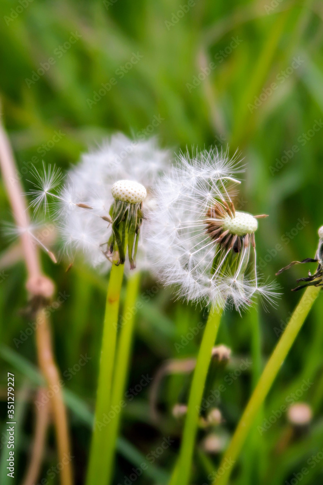 Fototapeta premium dandelion seed head