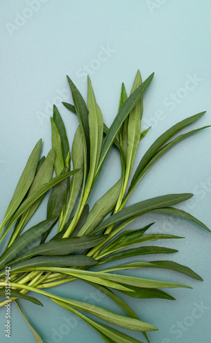 Green young branches of plants on a delicate sea-green background. Background image. Copy space text.