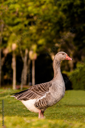 brown goose strolling in the park © Daniel