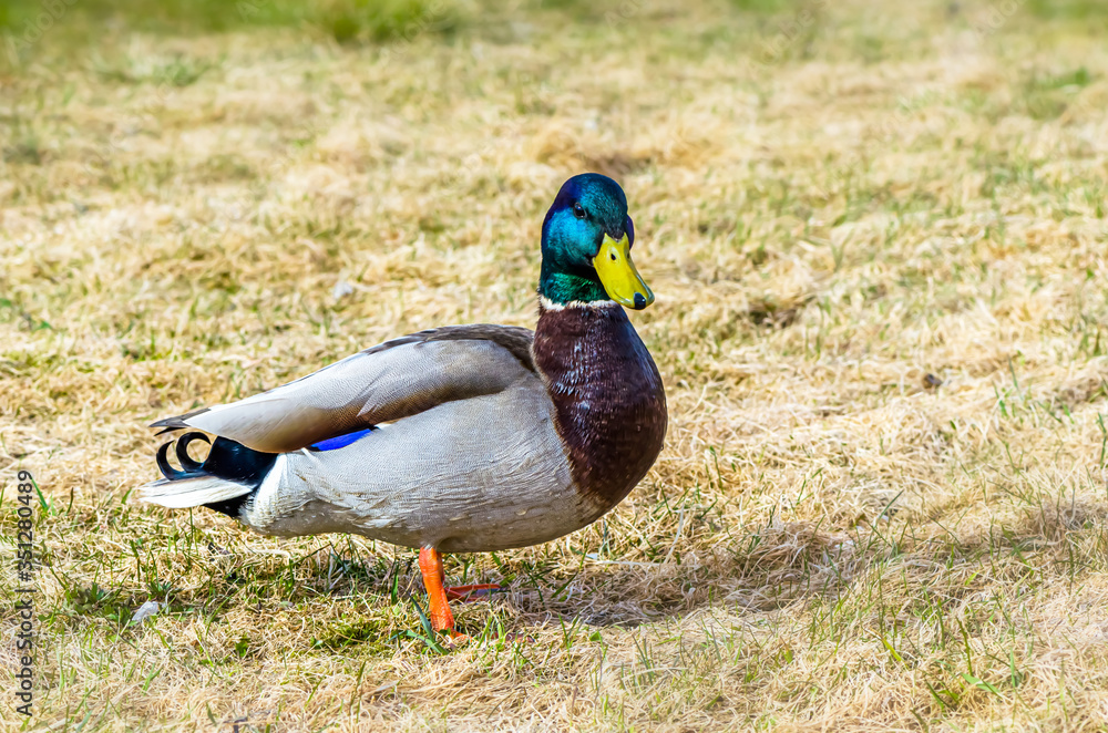 A beautiful Drake green head in sprind A beautiful Drake green head in sprind