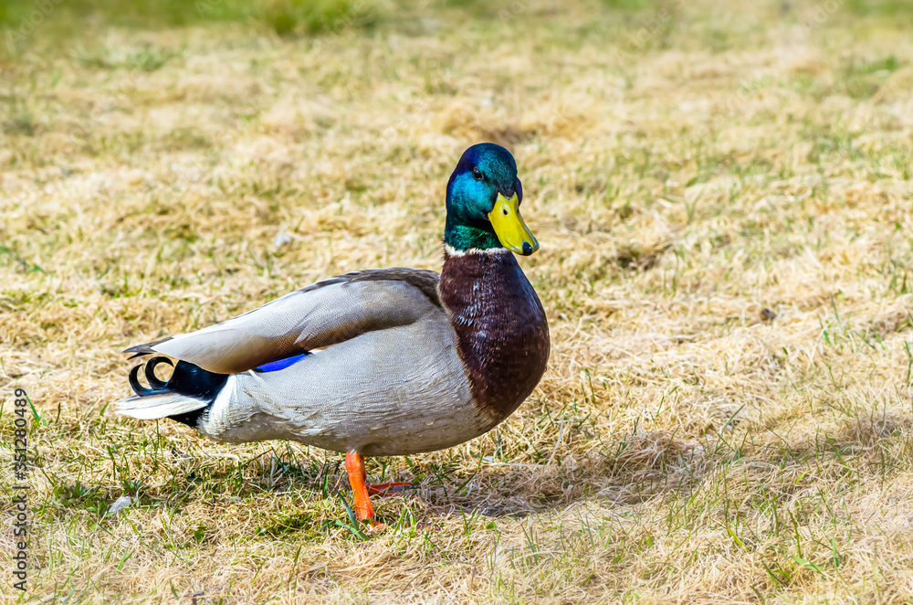 A beautiful Drake green head in sprind