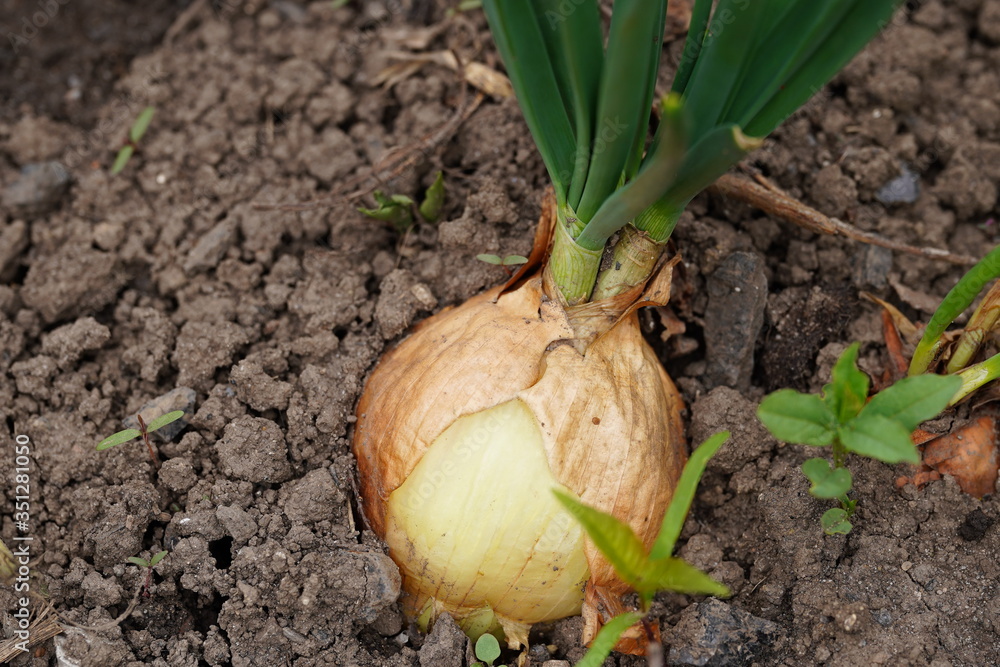 Close up of growing onion in garden. Blooming onion in ground. Concept of space for your text. Close up of growing onion in garden. Blooming onion in ground. Concept of space for your text.