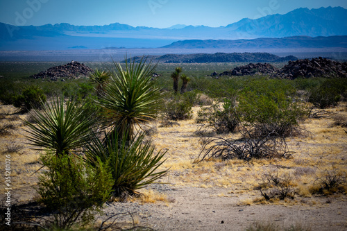 desert landscape joshua tree california
