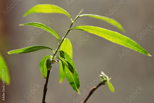 young green leaves