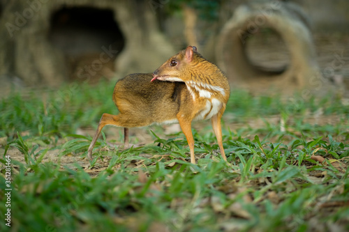 Lesser Mouse-deer © J.NATAYO