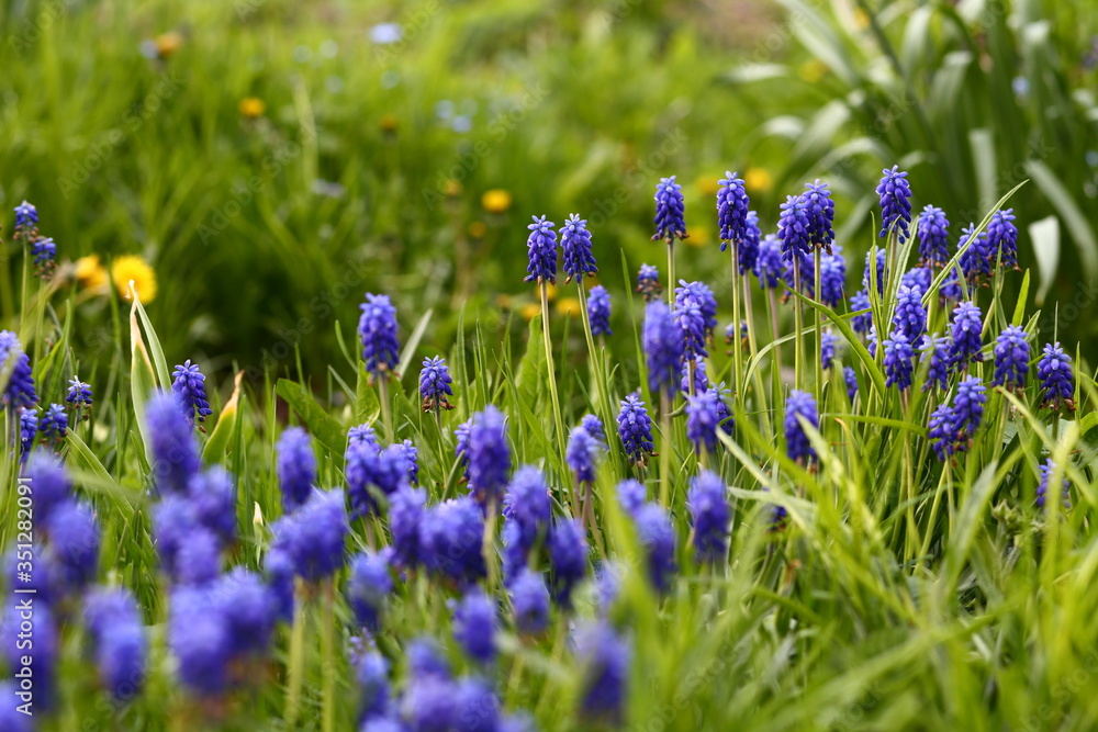 Naklejka premium Beautiful blue muscari, murine hyacinth flowers grow, bloom in garden among young green plants, blurry yellow dandelions. Buds fade, dry, turn brown. Small bulbous plant Viper bow, spring may, closeup