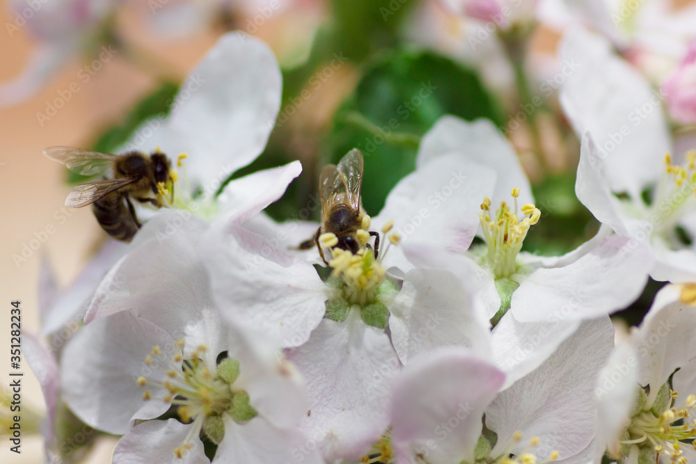 bee on a flower bee on a flower