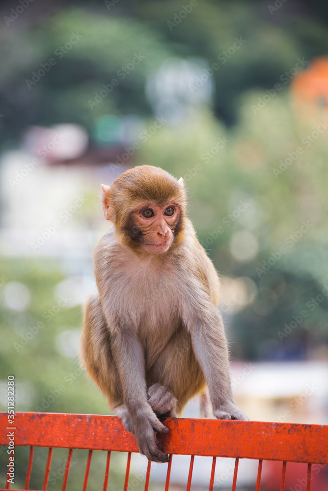 Obraz premium Rishikesh, India. Rishikesh is at the foothills of the Himalayan Mountains and is a holy town now world famous as Yoga Capital of the World.