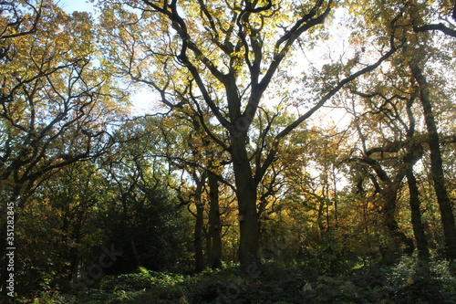 British woodlands in autumn with dappled sunlight coming through the forest canopy with woodland walk running through it. Selby North Yorkshire,UK