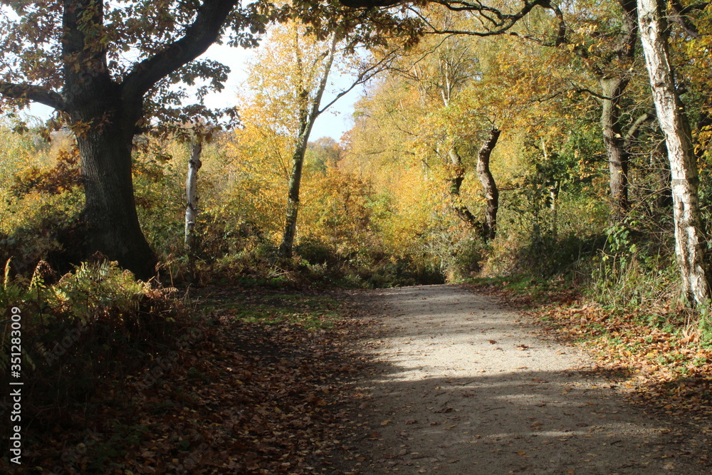 Naklejka premium British woodlands in autumn with dappled sunlight coming through the forest canopy with woodland walk running through it. Selby North Yorkshire,UK