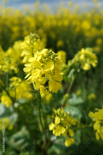 field of yellow flowers