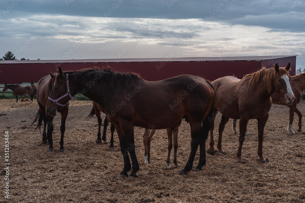 Horse farm. Lots of brown horses in the paddock. Horse farm. Lots of brown horses in the paddock.