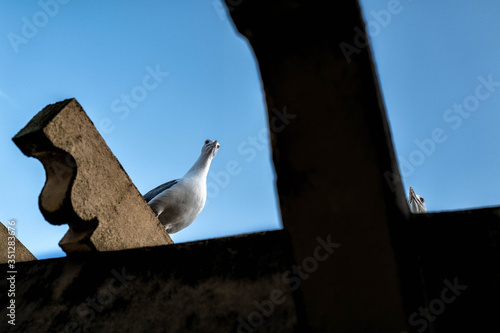 A seagull is perched on a beam and looks down.