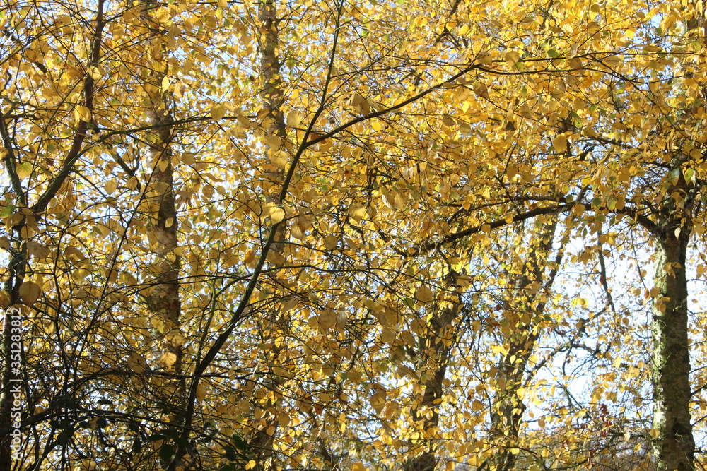 View through the treetop canopy and the branches of the trees with the sun's rays steaming through. View through the treetop canopy and the branches of the trees with the sun's rays steaming through.
